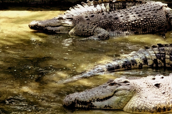 Taman-Buaya-Teluk-Sengat-Crocodile-World-1