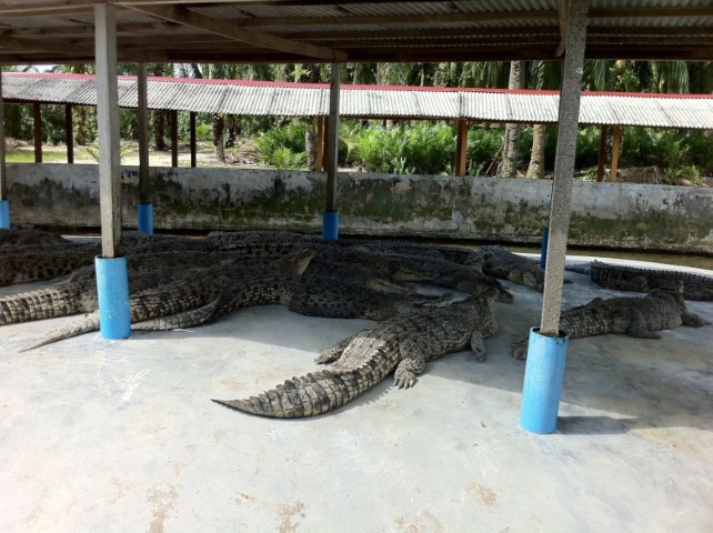 Taman-Buaya-Teluk-Sengat-Crocodile-World-10