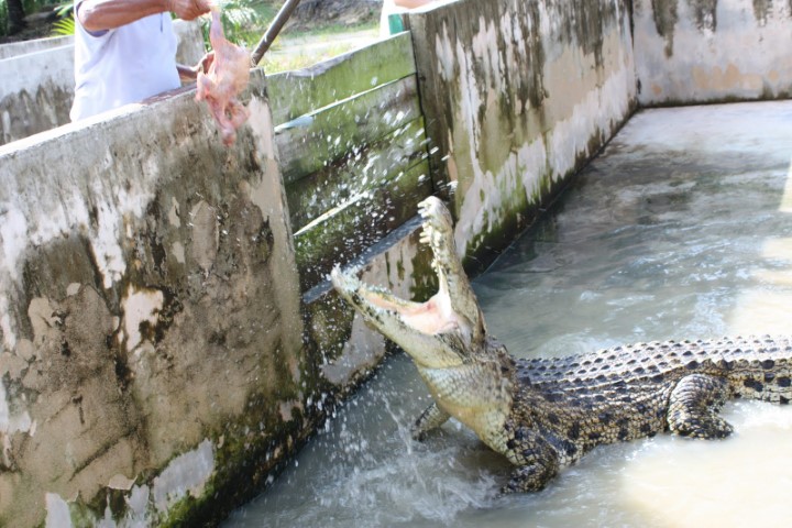 Taman-Buaya-Teluk-Sengat-Crocodile-World-5.jpg