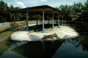 Taman-Buaya-Teluk-Sengat-Crocodile-World-8