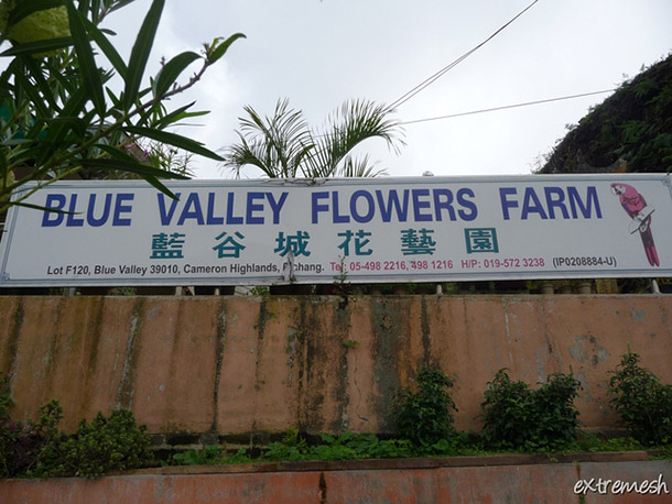 Tempat-Menarik-di-Cameron-Highland-Blue-Valley-Flower